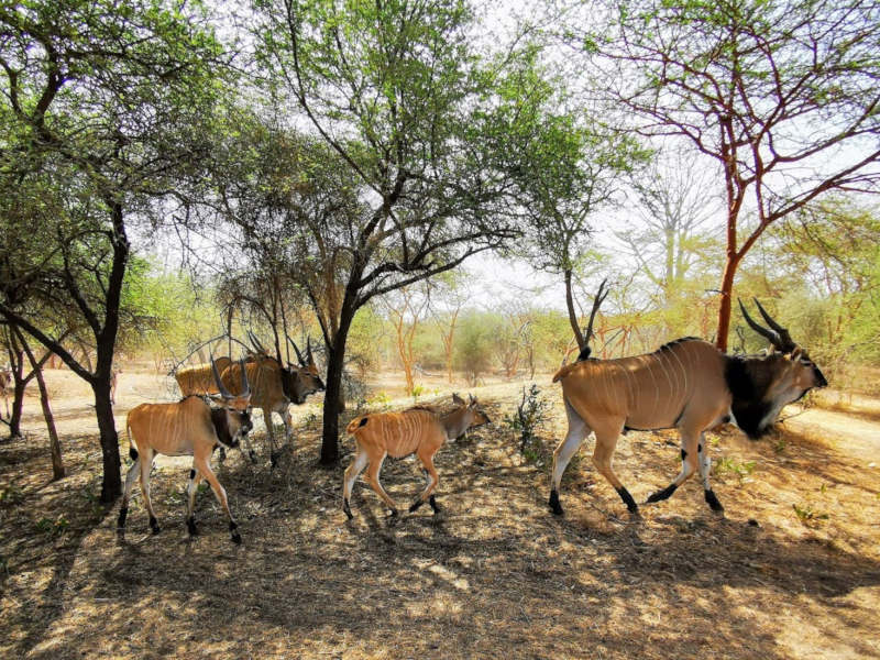 Réserve animalière de Bandia