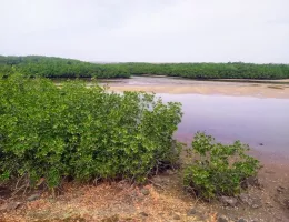 La lagune de Somone au Sénégal