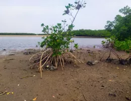 La lagune de Somone au Sénégal