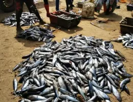 Le Marché de Mbour et l'arrivée des pêcheurs au Sénégal