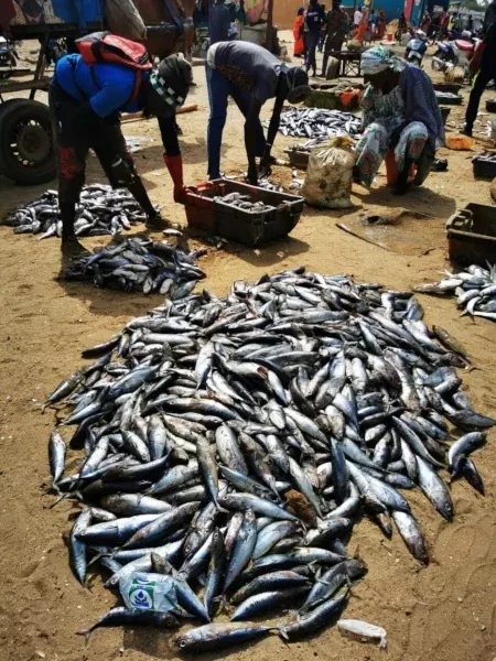 Le Marché de Mbour et l'arrivée des pêcheurs au Sénégal Le Marché de Mbour et l'arrivée des pêcheurs au Sénégal