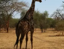 La réserve animalière de Bandia au Sénégal