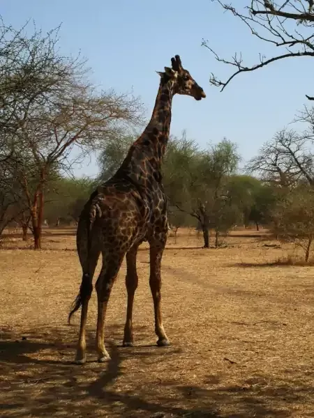 La réserve animalière de Bandia au Sénégal