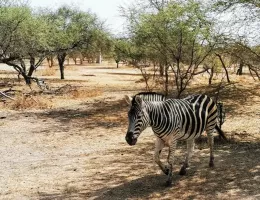 La réserve animalière de Bandia au Sénégal