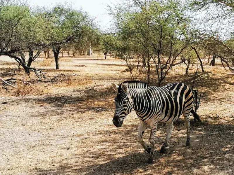 La réserve animalière de Bandia au Sénégal La réserve animalière de Bandia au Sénégal