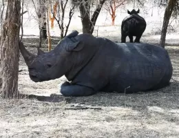 La réserve animalière de Bandia au Sénégal