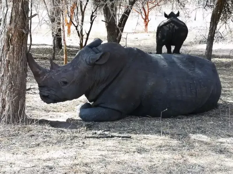 La réserve animalière de Bandia au Sénégal La réserve animalière de Bandia au Sénégal