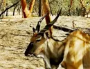 La réserve animalière de Bandia au Sénégal