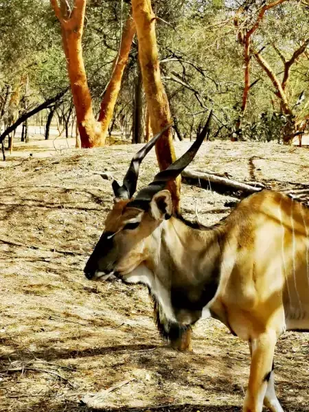 La réserve animalière de Bandia au Sénégal La réserve animalière de Bandia au Sénégal