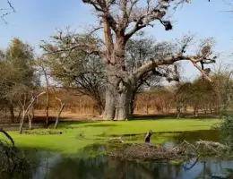 La réserve animalière de Bandia au Sénégal