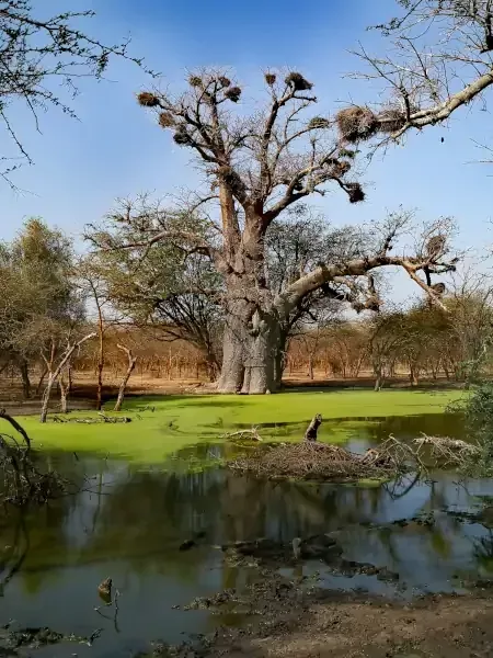 La réserve animalière de Bandia au Sénégal La réserve animalière de Bandia au Sénégal