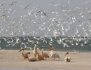 Excursion Saint Louis au Sénégal