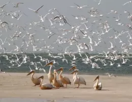 Excursion Saint Louis au Sénégal