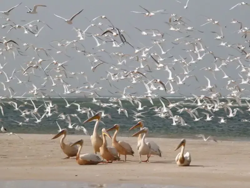 Excursion Saint Louis au Sénégal