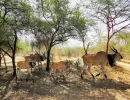 Séjour Sénégal organisé par les Cases Ngaparou au Sénégal